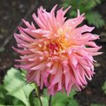 Dahlia 'Nenekazi'