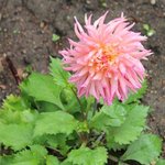 Dahlia 'Nenekazi'