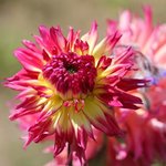 Dahlia 'Nenekazi'