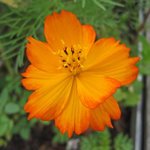 Cosmos sulphureus