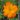 Cosmos sulphureus