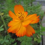 Cosmos sulphureus