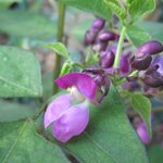 Haricot vert nain mangetout 'Velour'