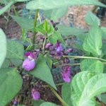 Haricot vert nain mangetout 'Velour'