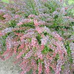 Berberis thunbergii