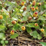 Cresson de Para - Spilanthes oleracea