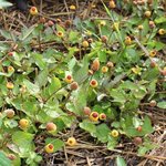 Cresson de Para - Spilanthes oleracea