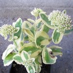 Sedum telephium 'Lajos' - Orpin