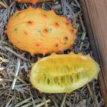 Kiwano - Cucumis metuliferus