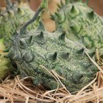 Kiwano - Cucumis metuliferus