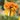 Echinacée 'Marmelade' - Echinacea  