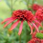 Echinacée purpurea 'Guave Ice' - Echinacea  