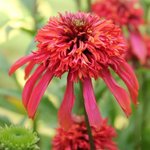 Echinacée purpurea 'Guave Ice' - Echinacea  