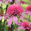 Echinacée 'Pink Double Delight' - Echinacea  