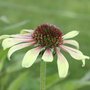 Echinacée 'Green Envy' - Echinacea  