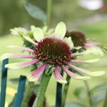 Echinacée 'Green Envy' - Echinacea  