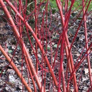 Cornouiller - Cornus alba sibirica
