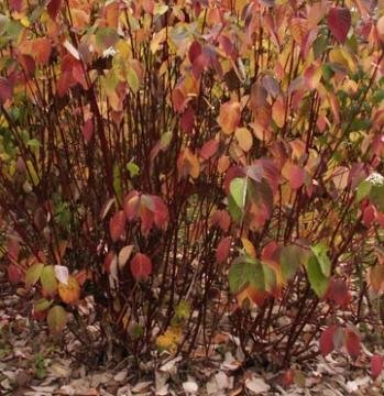 Cornouiller - Cornus alba sibirica