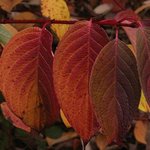 Cornouiller - Cornus alba sibirica 