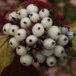 Cornouiller - Cornus alba sibirica 