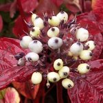 Cornouiller - Cornus alba sibirica 