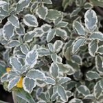 Pittosporum tenuifolium 'Variegatum'