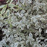 Pittosporum tenuifolium 'Variegatum'