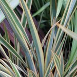 Phormium 'Golden Ray'