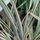 phormium