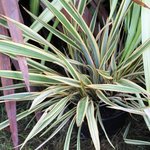 Phormium 'Golden Ray'