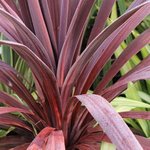 Cordyline australis 'Red Star'