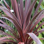 Cordyline australis 'Red Star'