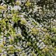 Lonicera nitida 'Twiggy'