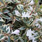 Abelia grandiflora 'Confetti'