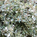 Abelia grandiflora 'Confetti'