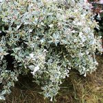 Abelia grandiflora 'Confetti'