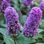 Buddleia davidii 'Blue Chip'