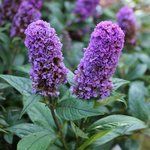 Buddleia davidii 'Blue Chip'