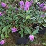 Buddleia davidii 'Blue Chip'