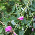 Lespedeza bicolor 'Yakushima'