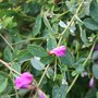 Lespedeza bicolor 'Yakushima'