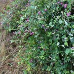 Lespedeza bicolor 'Yakushima'