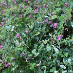 Lespedeza bicolor 'Yakushima'