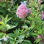 Ceanothus x pallidus 'Marie Simon'