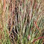 Andropogon scoparius - Schizachyrium scoparius