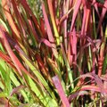 Imperata cylindrica 'Red Baron'