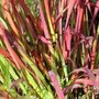 Imperata cylindrica 'Red Baron'