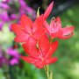 Schizostylis coccinea 'Major'