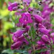 Penstemon 'Midnight'