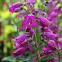 Penstemon 'Midnight'